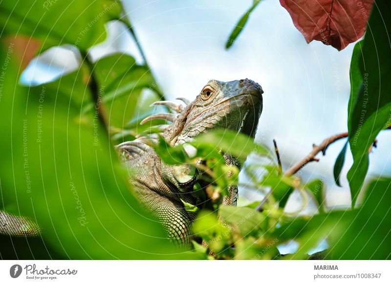 Portrait of a green iguana Relaxation Nature Plant Animal Leaf Paw Brown Green Branch Twig branches rest take a rest Beige sheet folio Saurians saurian