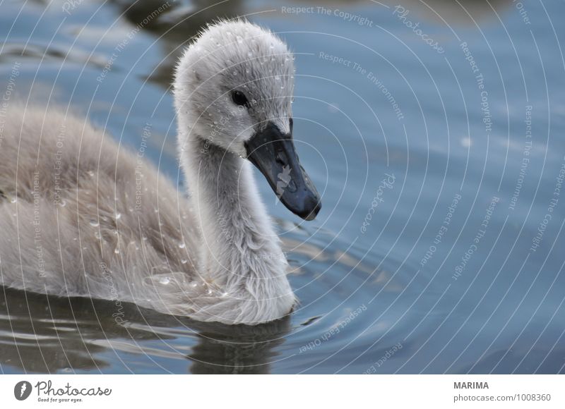 Portrait of a baby swan Nature Animal Water Pond Lake Bird Swan Baby animal Gray outside Grand piano wing Feather plumage Mute swan young swan cygnet fart