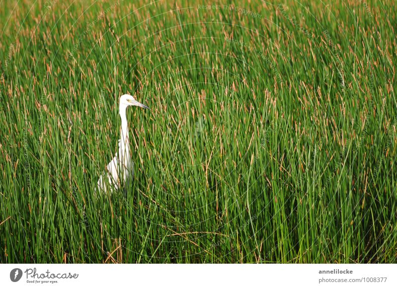 wait-and-see position Summer Nature Spring Plant Grass Common Reed Meadow Bog Marsh Marsh plant Lagoon Animal Wild animal Bird Little Egret Heron Observe Stand