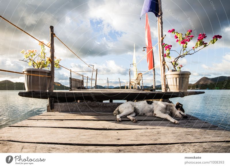 Woof sleep Far-off places Summer Island Beautiful weather Ocean Pet Dog 1 Animal Sleep Philippines Colour photo Subdued colour Exterior shot Day