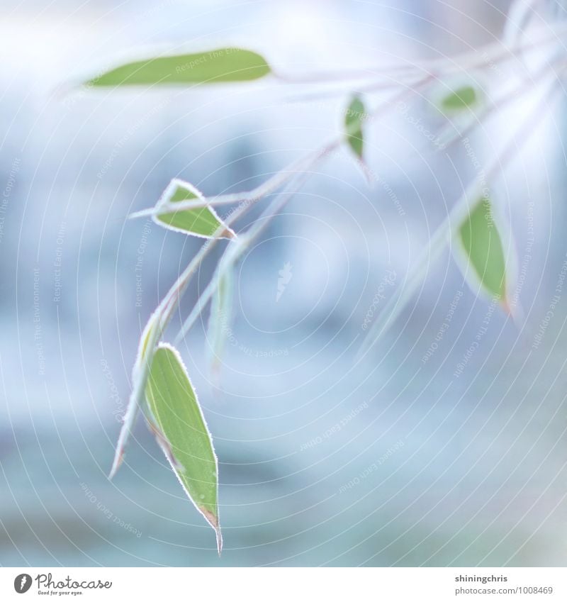 frozen bamboo Nature Animal Winter Weather Ice Frost Plant Foliage plant Bamboo Cold Blue Green Frozen Colour photo Subdued colour Exterior shot Close-up