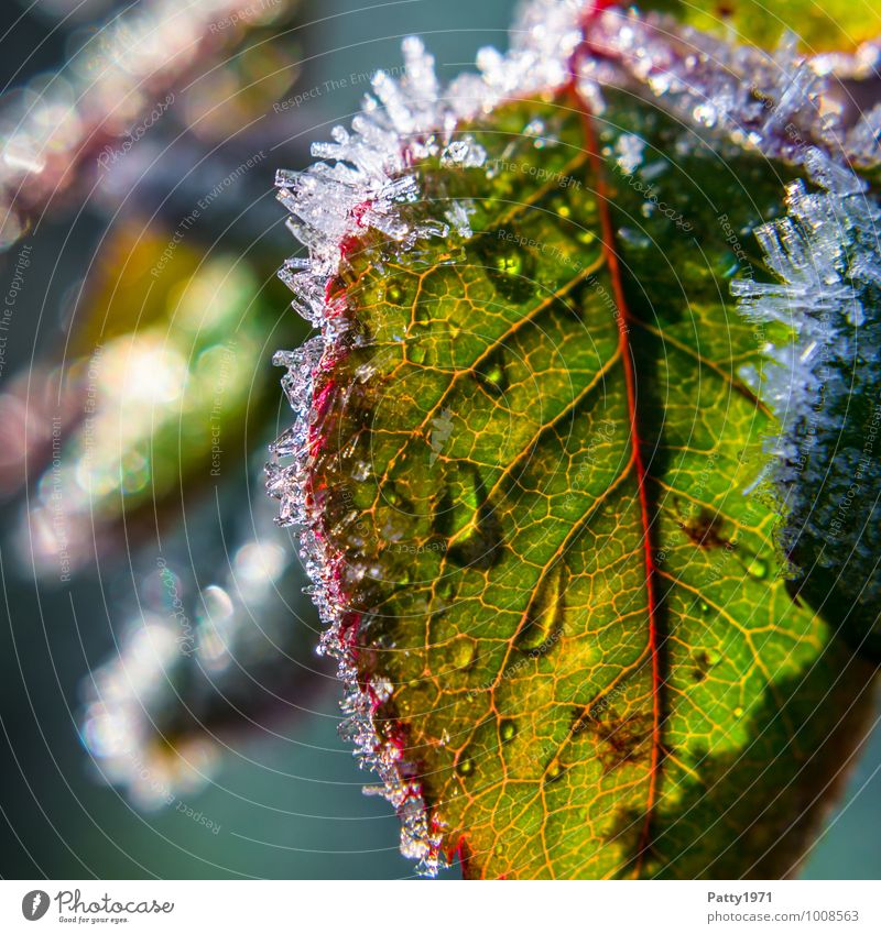 To melt away Nature Plant Drops of water Winter Ice Frost Rose Leaf Rachis Crystal Green Red White Purity Cold Transparent Frozen Colour photo Exterior shot