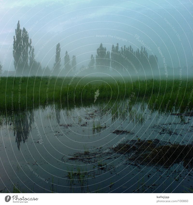 After the rain Cellphone camera Wet Puddle Reflection Fog Tree Poplar Green Environmental protection Beautiful Meadow Field Agriculture Grass Rainwater Go up