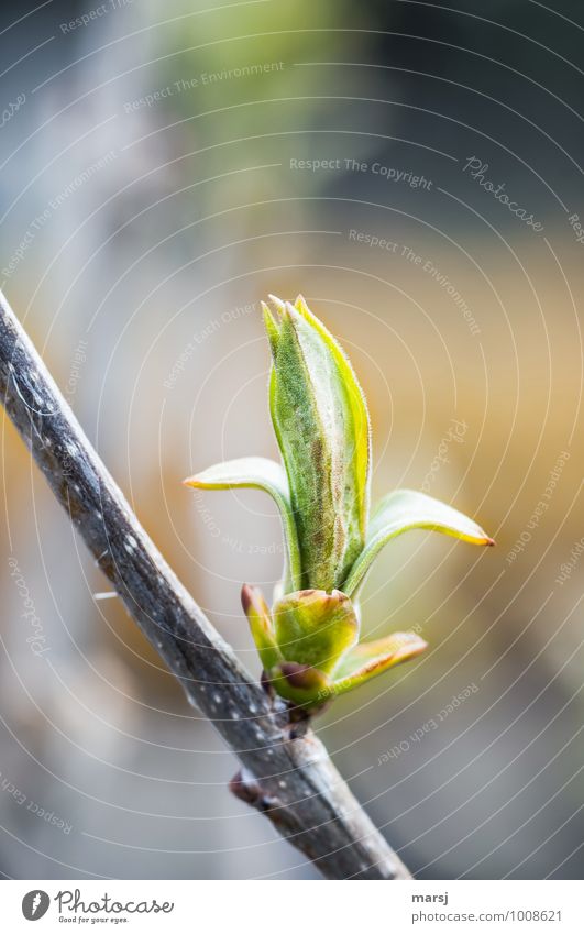 first green Nature Plant Bushes Leaf Foliage plant Leaf bud Forsythia Success Green Spring fever Beginning Closed Growth Colour photo Multicoloured