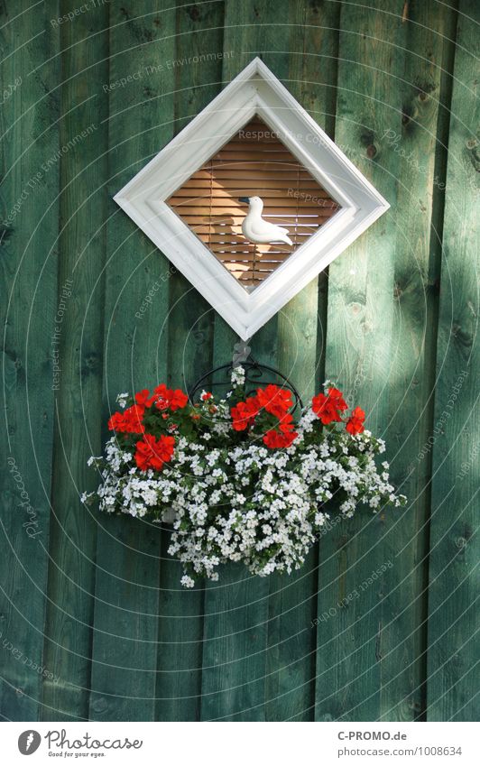 House boat door no. 6 Flower Foliage plant Pot plant Geranium House (Residential Structure) Dream house Window Door Seagull 1 Animal Wood Maritime Beautiful