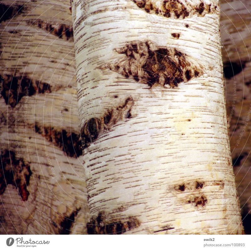 Swedish national plant Tree bark Birch tree Birch bark White Sweden Scandinavia Northern Europe Detail Beautiful Bright Nature Structures and shapes