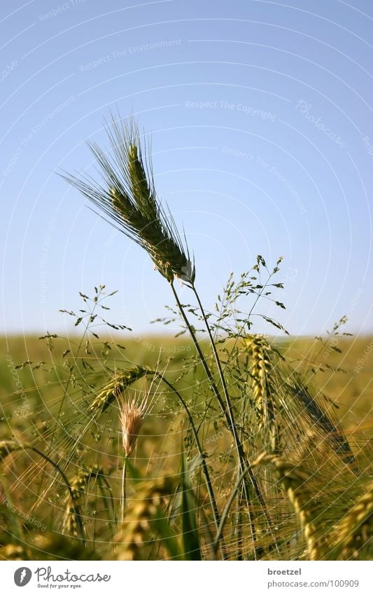 matter of ear Summer Rye Barley Agriculture Grain Cornfield Sky Blue