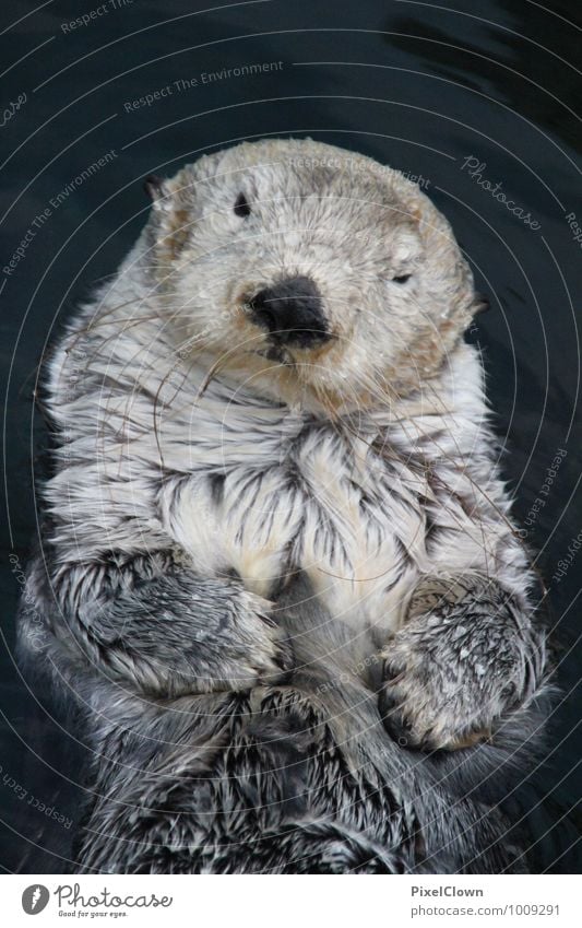 sea otter Vacation & Travel Summer Ocean Nature Water Beach Animal Pelt Zoo Aquarium 1 Swimming & Bathing To feed Funny Curiosity Cute Gray White Subdued colour
