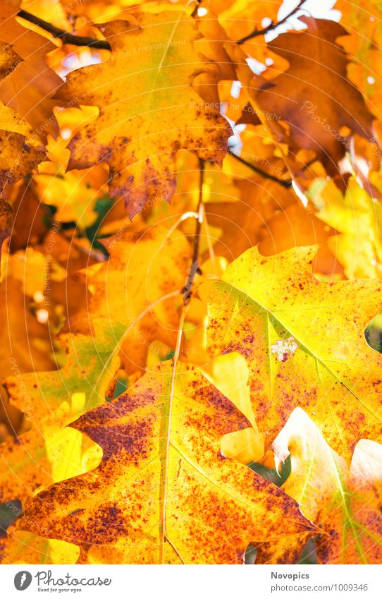 autumn foliage from a red oak Sun Nature Plant Autumn Tree Leaf Happiness Brown Yellow Red Autumnal Branch Illuminate Lighting Oak tree rubra