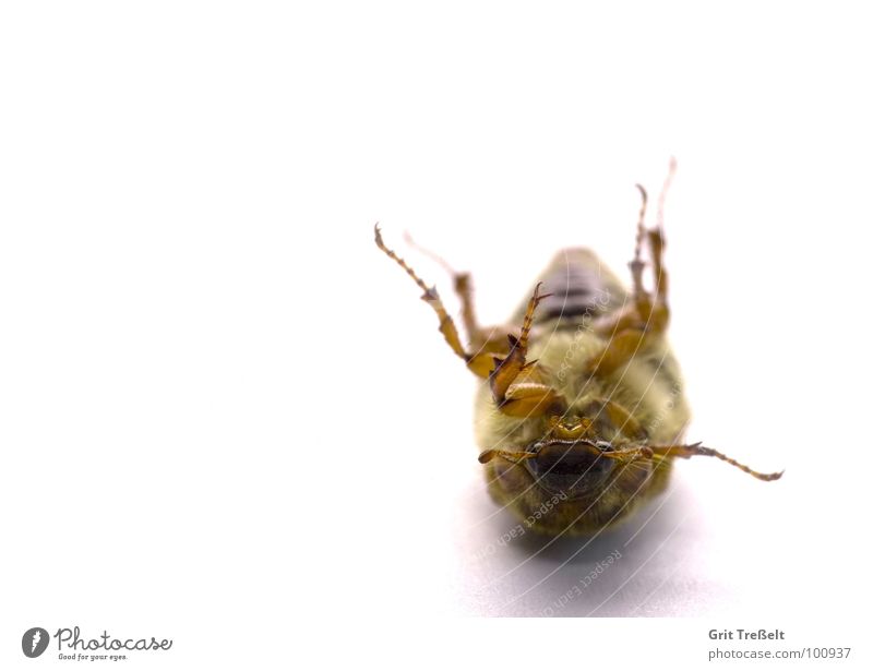 Beetle = fallen over Insect Meadow Blade of grass Green Posture Looking Lawn