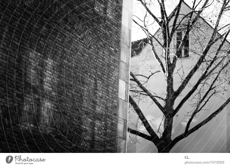 old town House (Residential Structure) Environment Nature Autumn Beautiful weather Tree Branch Duesseldorf Old town Wall (barrier) Wall (building) Window Roof