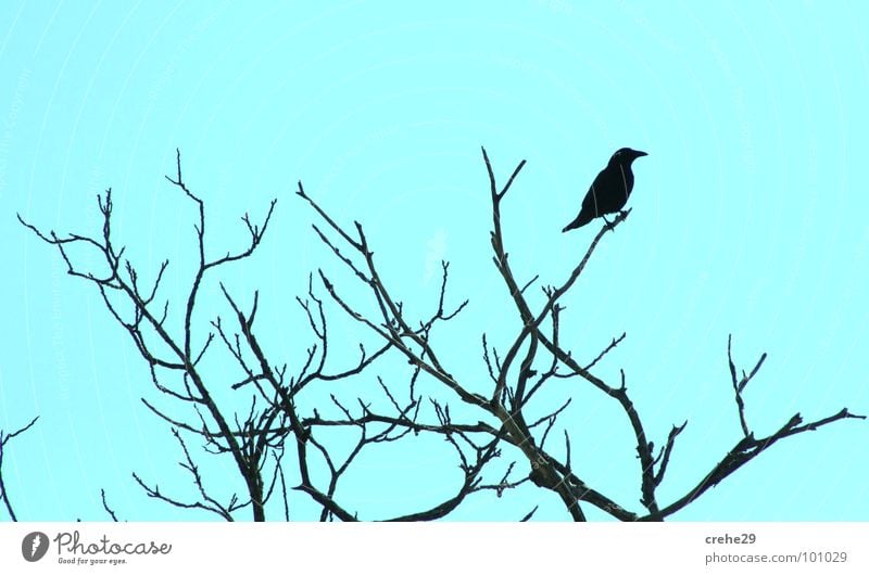 crehe1 Bushes Crow Greeny-blue Bright green Tree Bird Raven birds creep Twig Branch peek Observe Sky Nature