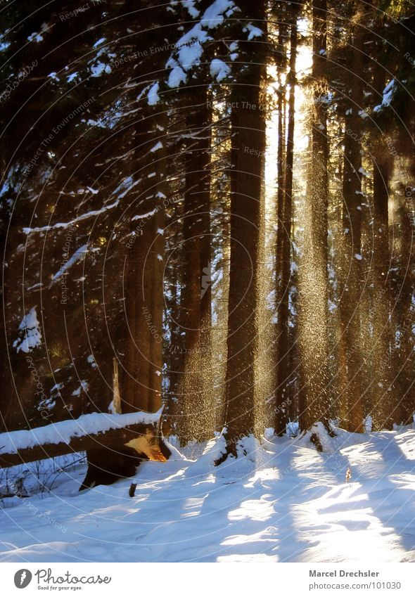 winter forest Forest Tree Light Clearing Cold Winter Flake Trickle Calm Loneliness Morning Erz Mountains Snow Frost Light rays Sun Tree trunk bear stone