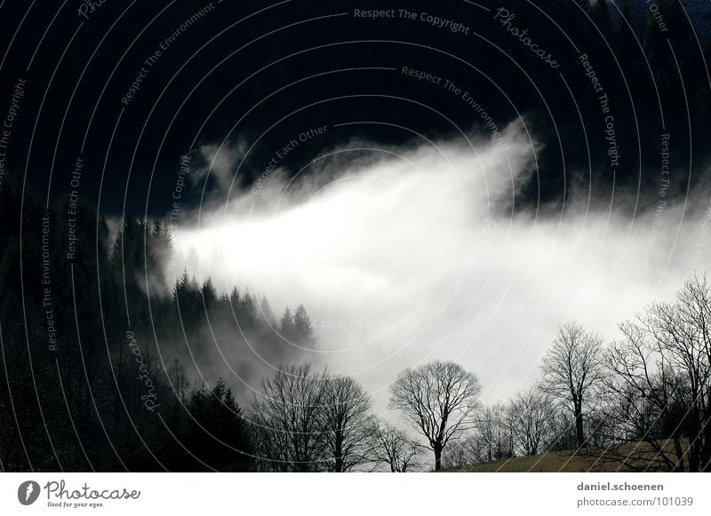 no artificial fog Fog Clouds Black White Abstract Background picture Tree Autumn Black Forest Winter Light Transience Sky Contrast Mountain Shadow