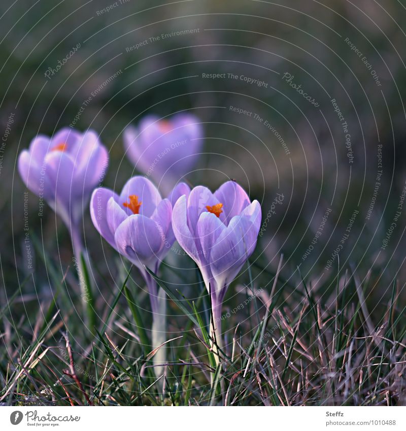 four crocuses among themselves Crocus four of you among oneself spring flowers Spring Crocuses Spring flowering plant Anticipation March Consolidate