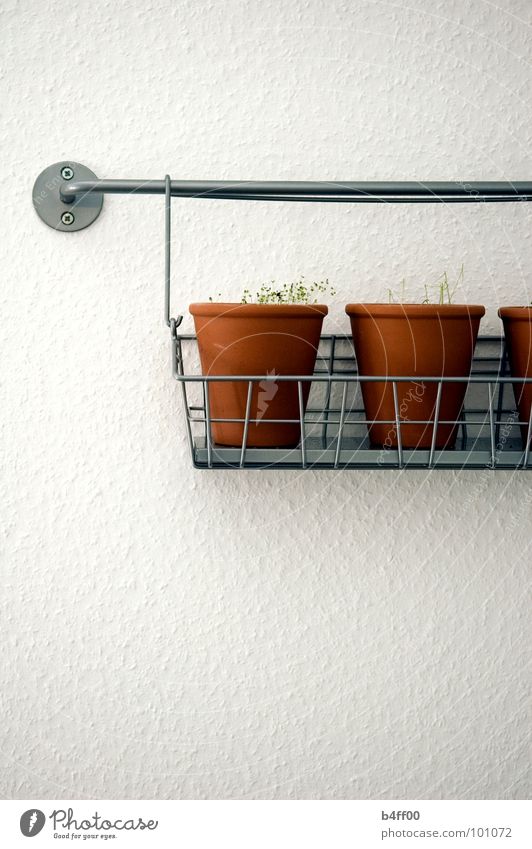 hanging herbs Kitchen Herbs and spices Sterile Suspended Wall (building) White Pot Basket Portrait format Gastronomy Decoration clean Simple white wall