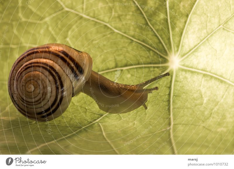 Elegant Leaf Nasturtium leaf Animal Wild animal Snail Snail shell Vineyard snail Feeler Slowly 1 Spiral Movement Simple Disgust Creepy Small Natural Curiosity