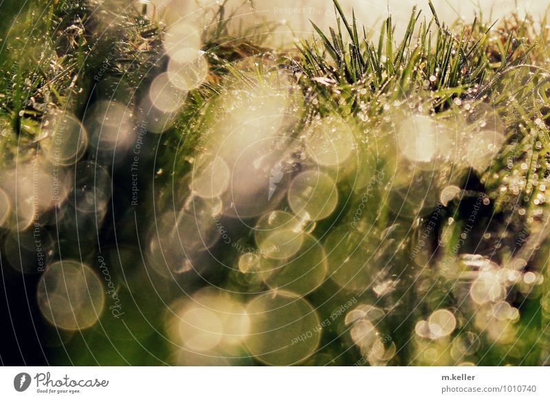 Water drops in the grass Nature Earth Drops of water Grass Relaxation Glittering To enjoy Dream Joy Contentment Euphoria Calm Adventure Movement