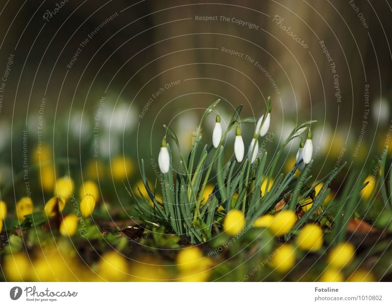 Soon it will be spring again! Environment Nature Landscape Plant Spring Beautiful weather Flower Blossom Garden Park Bright Small Yellow Green White Snowdrop