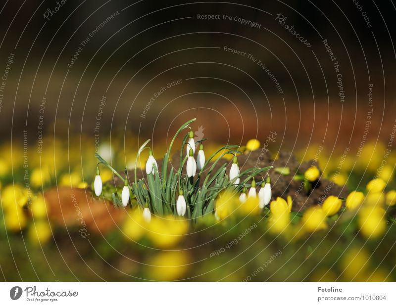 spring awakening Environment Nature Plant Elements Earth Spring Beautiful weather Flower Garden Park Bright Near Natural Yellow Green White Spring flower