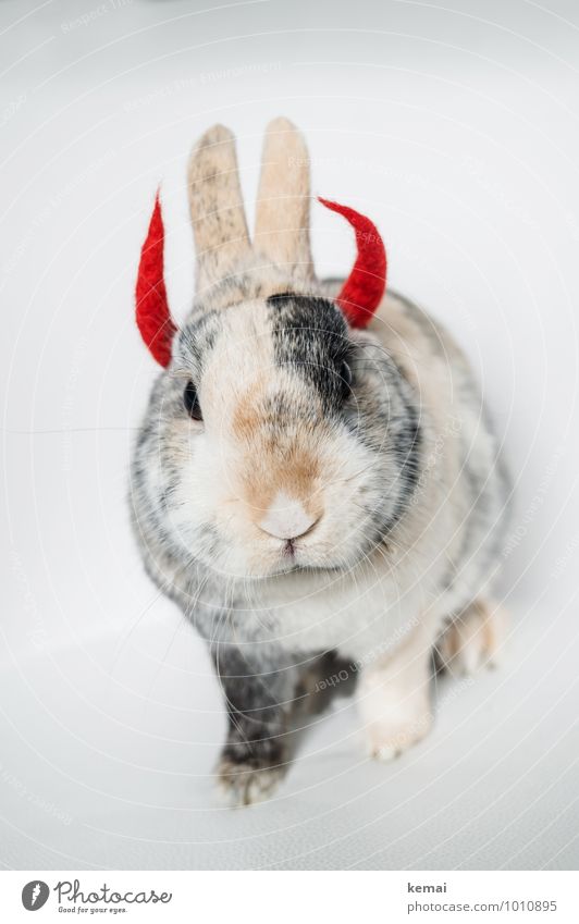 Bright courage Animal Pet Animal face Pelt Pygmy rabbit Hare & Rabbit & Bunny 1 Devil devil horns Antlers Hell Looking Sit Exceptional Cool (slang) Cute Crazy