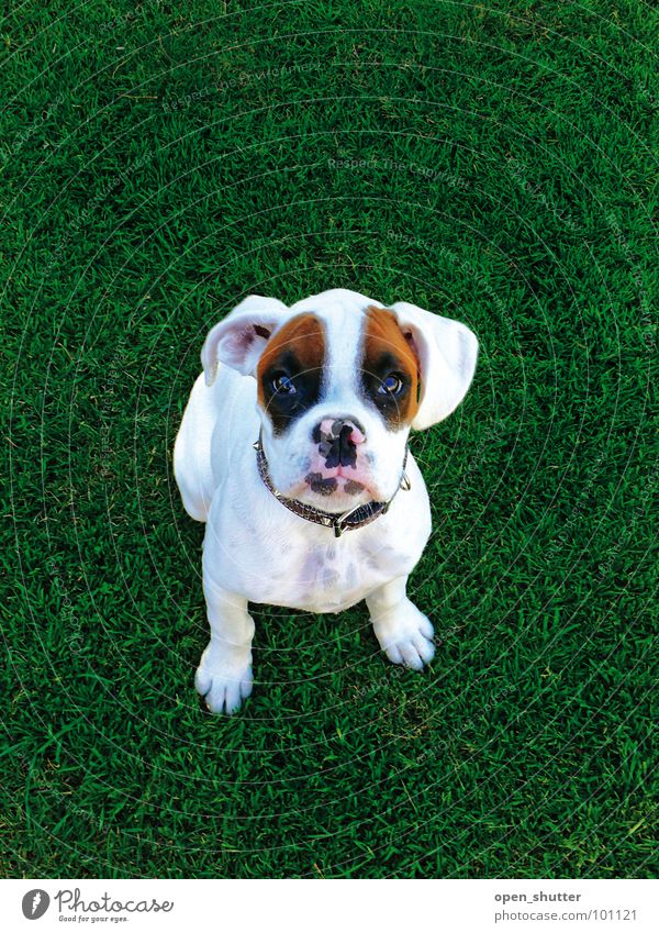 black eyed suzy Animal puppy Boxer dog pet grass cute lawn white dog
