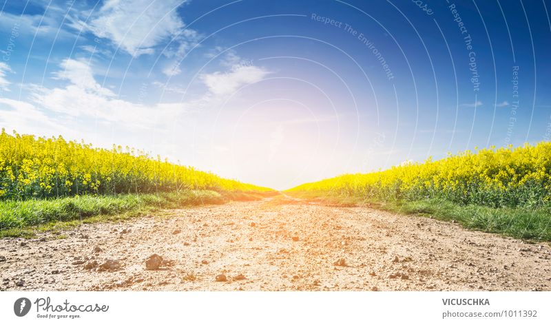 Way between rapeseed fields and blue sky Lifestyle Design Nature Landscape Plant Sun Sunrise Sunset Sunlight Spring Summer Beautiful weather Agricultural crop