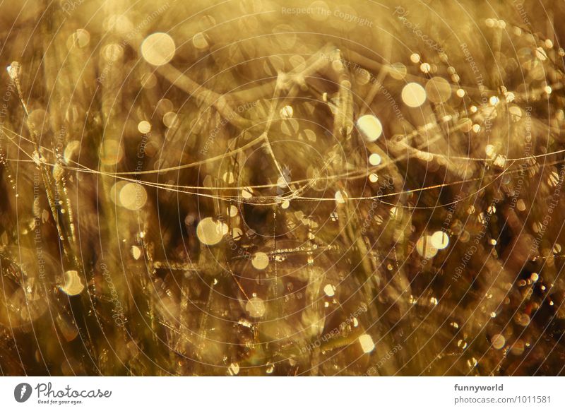 gold Nature Plant Rain Warmth Grass Meadow Glittering Spider's web Drop Circle Fine Delicate Background picture Gold Kitsch Happy Joie de vivre (Vitality)