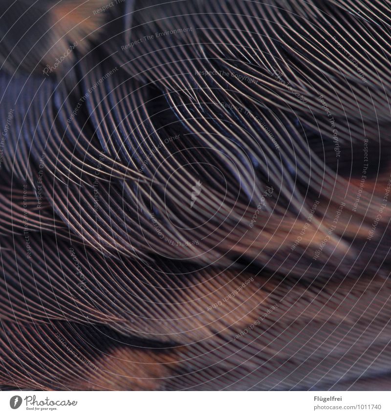 feathers Bird Esthetic Feather Structures and shapes Smooth Pattern Stripe Red Throstle Abstract Animal Flying Protection Soft Line Colour photo Subdued colour