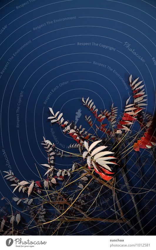 leaf series ... 2 Sky Night sky Autumn Plant Tree Leaf Blue Red Branchage Twigs and branches Colour photo Multicoloured Exterior shot Experimental Pattern