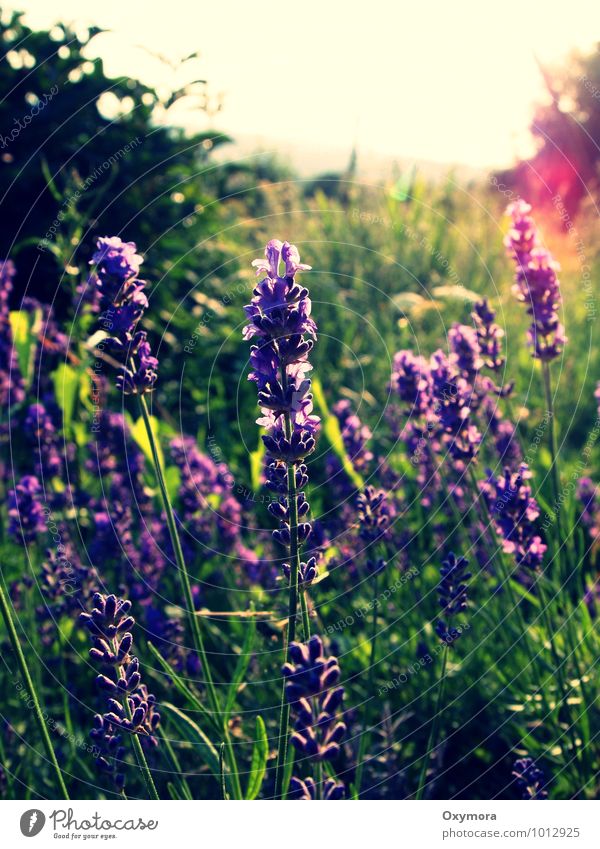 summer Nature Plant Flower Lavender Garden Meadow Observe Blossoming Fragrance Green Violet Calm Sustainability Contentment Colour photo Exterior shot Day