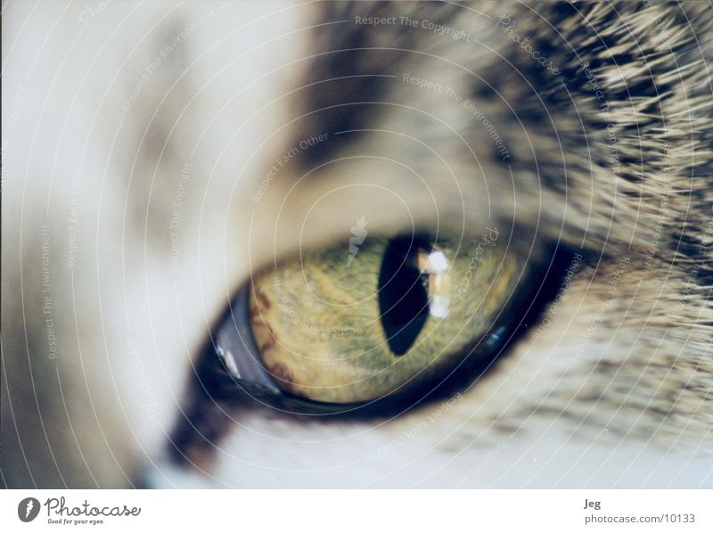 Henriette's Eye Cat Animal Macro (Extreme close-up) Close-up Eyes