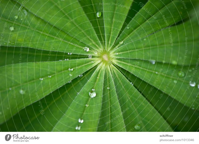 blasting star Plant Water Drops of water Bushes Leaf Foliage plant Green Leaf green Rachis Part of the plant Radial Central Middle Exterior shot Close-up Detail