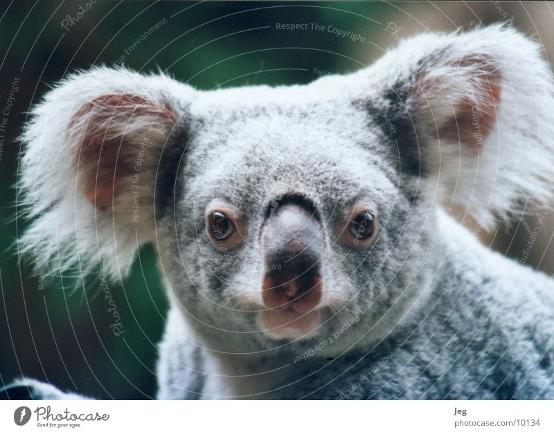 koala Koala Animal