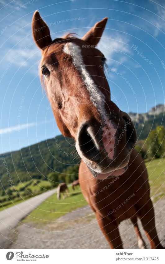 Well? Still fasting? Animal Pet Farm animal Horse Animal face 1 3 Group of animals Looking Astute Funny Snout Ear Beautiful weather Mountain Landscape Pyrenees