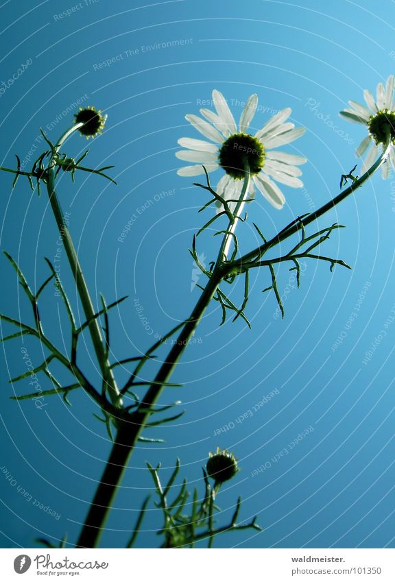Chamomile and sky I Back-light Flower Blossom Medicinal plant Meadow flower Sky Summer Green White Blue Delicate
