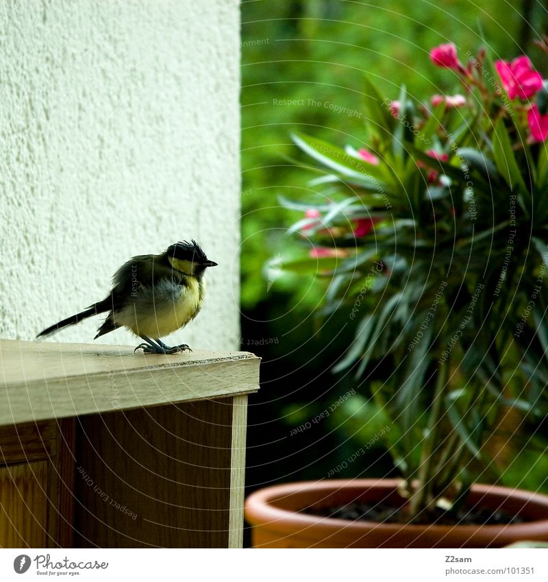 vogerl Bird Balcony Flower Plant Wood Cupboard Flowerpot Green Tree Wall (building) Sweet Small Feather Yellow Claw Stand Animal Cute Sit Wing Flying Relaxation