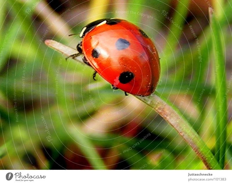cul-de-sac Ladybird Insect Sweet Sincere Grass Blade of grass 7 Seven-spot ladybird Red Green Summer Good luck charm Joy Beetle ladybug Happy lucky insects