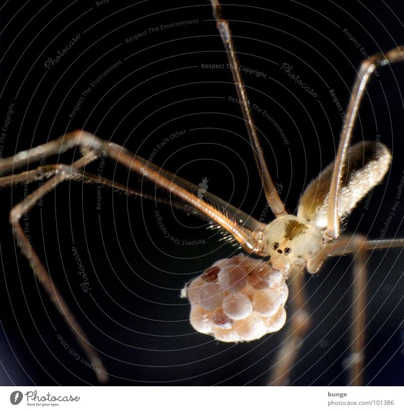 On the way to the table tennis match Spider Disgust Small Macro (Extreme close-up) Chelicerae Mandible Eating mechanism Articulate animals Fear Panic arthropod