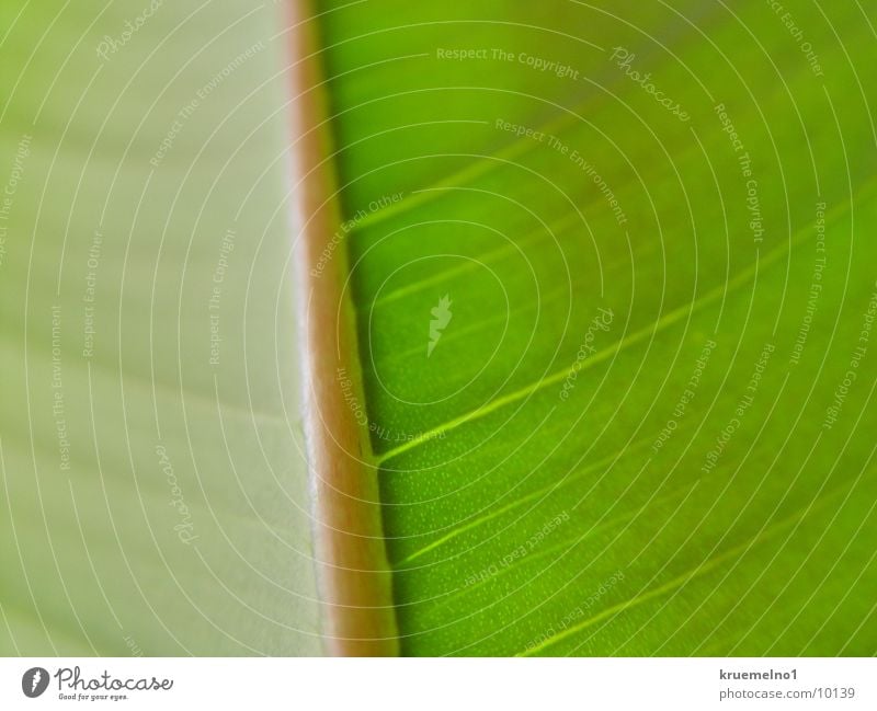 underside of a sheet Underside of a leaf Rubber tree Leaf Plant Green