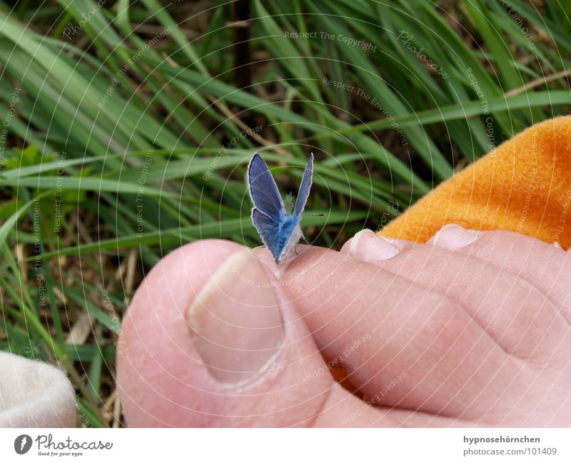 Hmmm, not at all ticklish? Butterfly Toes Grass Green Feet Blue Nature Orange Barefoot