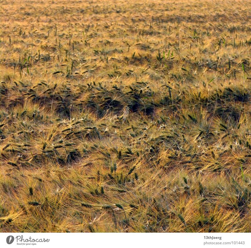 harvest horizon Yellow Ear of corn Agriculture Field Saxony Summer Muddled Horizon Harvest Food Grain Grass Wind Plant Americas Nutrition