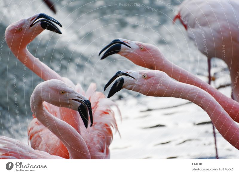 2 against 2 Animal Wild animal Bird Flamingo Zoo 4 Group of animals Pink Envy Grouchy Animosity Aggression Force Beak Argument Neck Attack Aggressive Feather