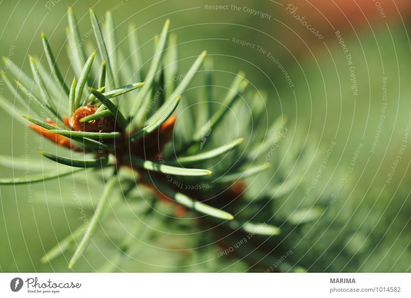 Detail of a needle tree Calm Agriculture Forestry Plant Tree Growth Green Branch Twig branches organic Biological biologically Evergreen Coniferous trees