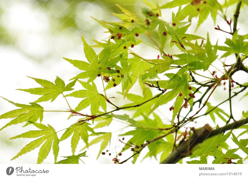 Detail of the foliage of Japanese Maple Calm Agriculture Forestry Plant Leaf Growth Green White Maple tree maple acer Branch Twig branches organic Biological