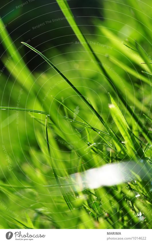 photo of green grass, detail Calm Agriculture Forestry Plant Grass Meadow Growth Green organic Biological biologically Blade of grass Agricultural crop