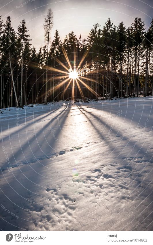 A conciliatory closing of the day Nature Sunrise Sunset Sunlight Winter Weather Beautiful weather Ice Frost Snow Forest Illuminate Exceptional Authentic Natural