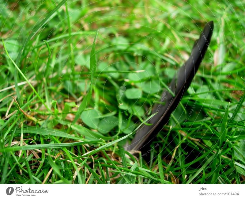 A little man stands in the forest... Green Black Meadow Grass Bird Loneliness Stand Raven birds Crow Macro (Extreme close-up) Close-up Feather Lawn To plunge