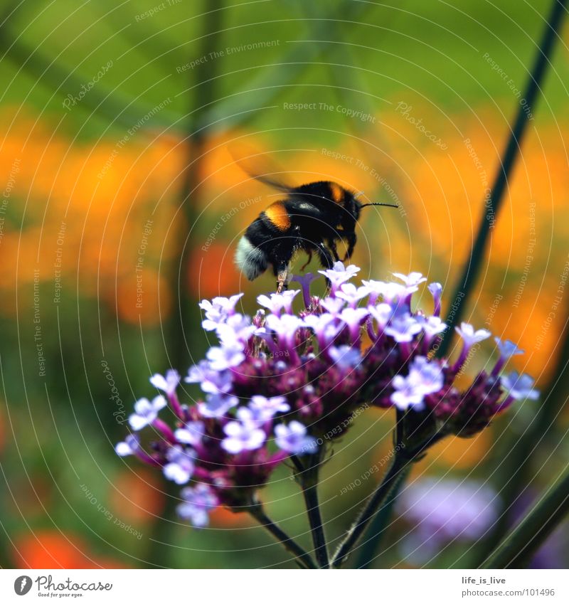 summ_bienchen_summ Summer Bee Flower Judder Lilac Green Break Pierce Honey Stamen Insect Diligent Life or hornet? summ-summ Flying Orange stopover owa..