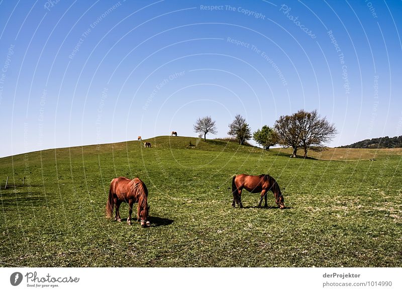 Horses in front of an idyllic hill Sports Equestrian sports Environment Nature Landscape Plant Animal Beautiful weather Meadow Field Baltic Sea Island